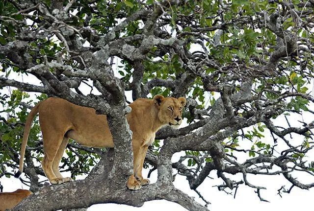 Radhika Ramaswamy: Lion on the tree