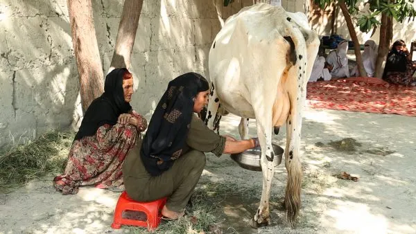 Woman's Dairy Venture Bhilwara