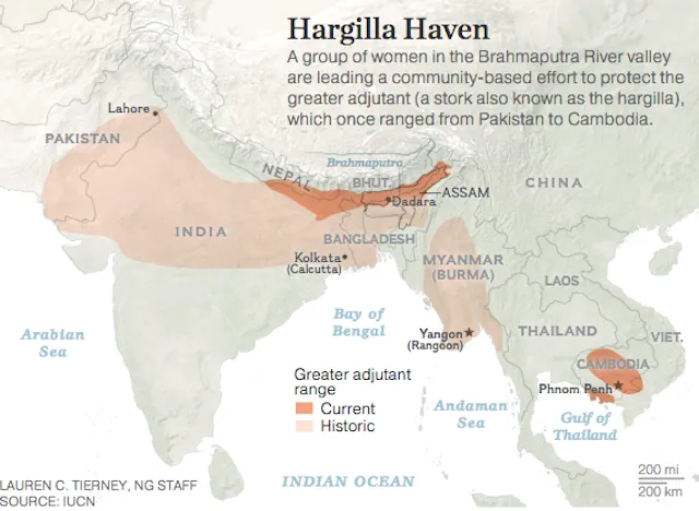 Hargilla - Greater Adjutant Stork