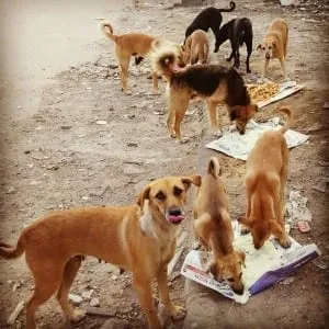 Stray Dogs being fed by the Each One Feed One Team