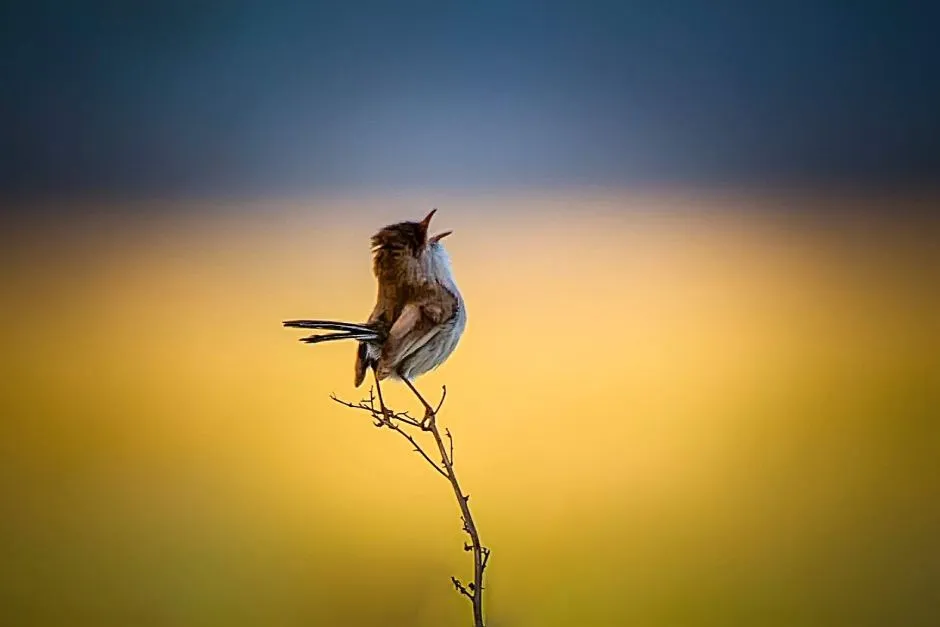 That little bird by Soniya Muryehe