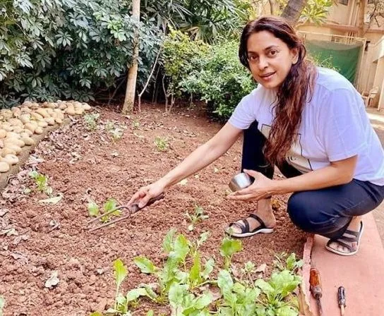 Juhi Chawla who is planting fenugreek coriander tomatoes in the house through 1 e1590140226821