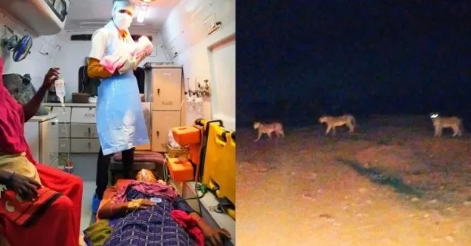 In Gujarat Woman Delivers Baby While Lions Guard The Ambulance -  SheThePeople TV