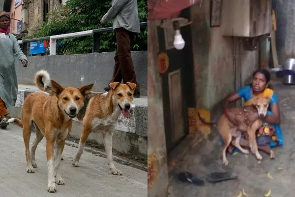 Re Bruno ,Chennai woman 13 dogs