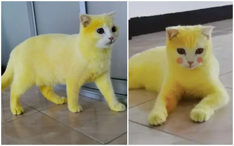 Thai woman accidentally dyes Cat