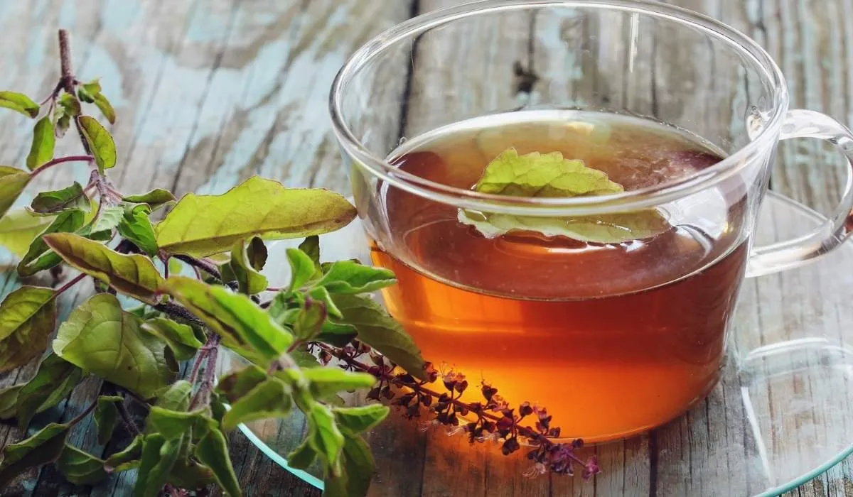Benefits Of Stress Buster Tulsi You Must Know About